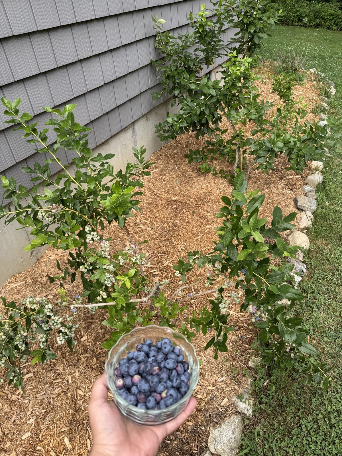 daily blueberry harvest