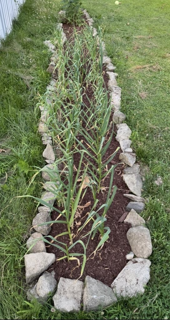 garlic bed
