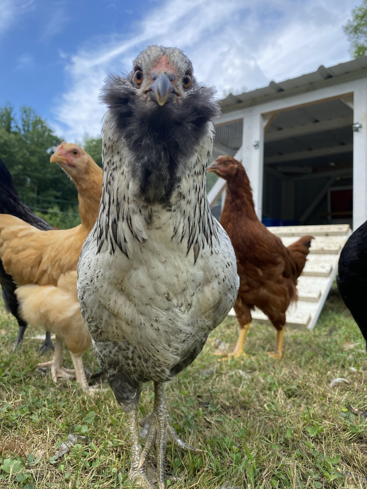 the grey bearded lady