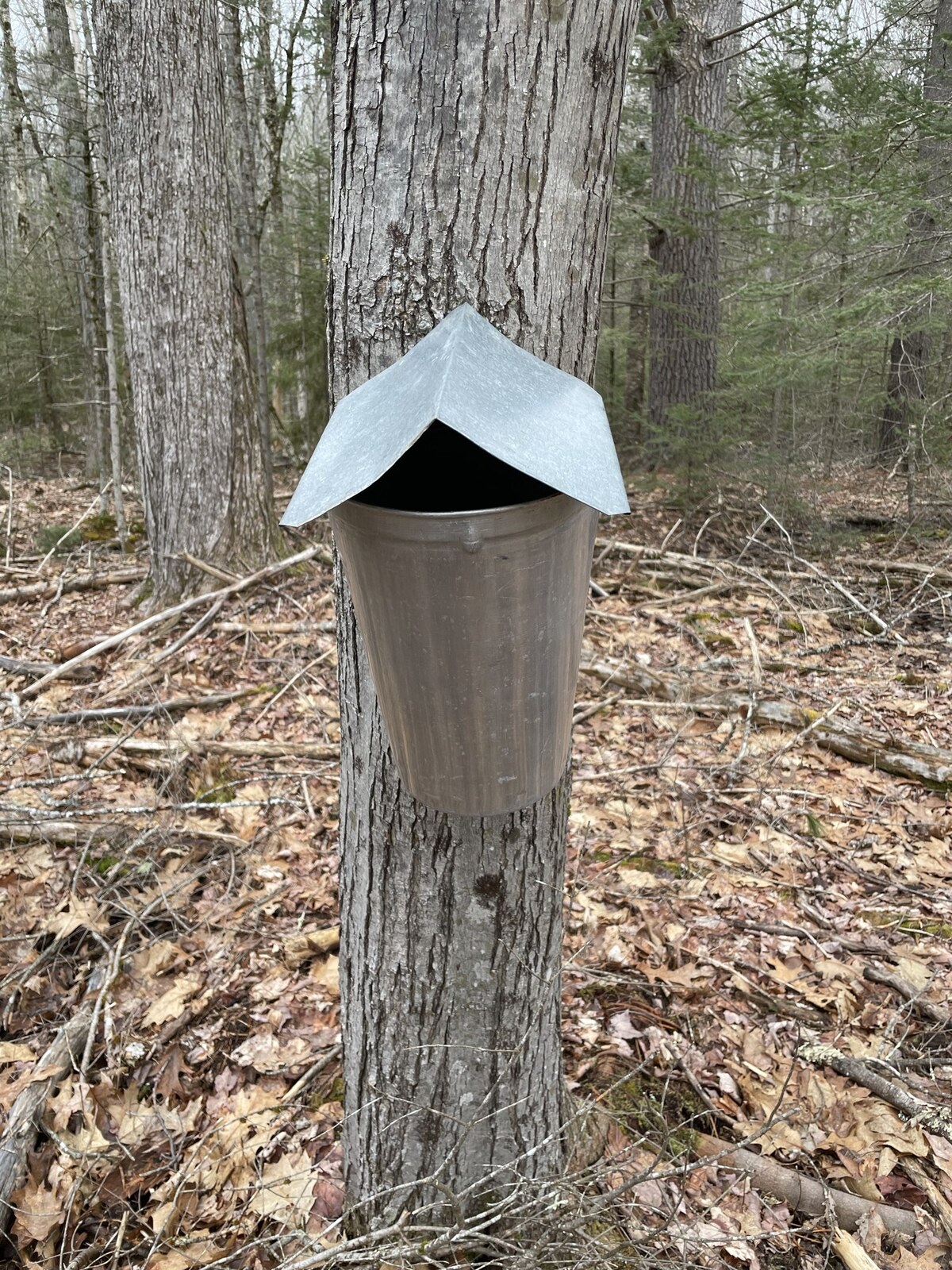 tap in maple tree