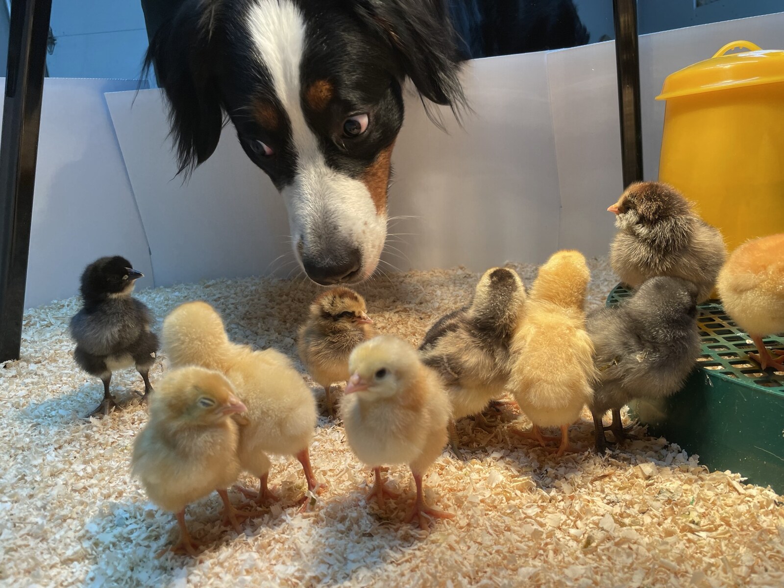 my dog checking out the baby chicks